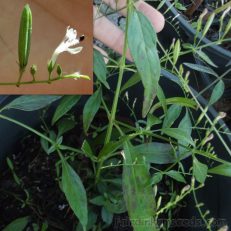 Andrographis Paniculata King Of Bitters Seeds