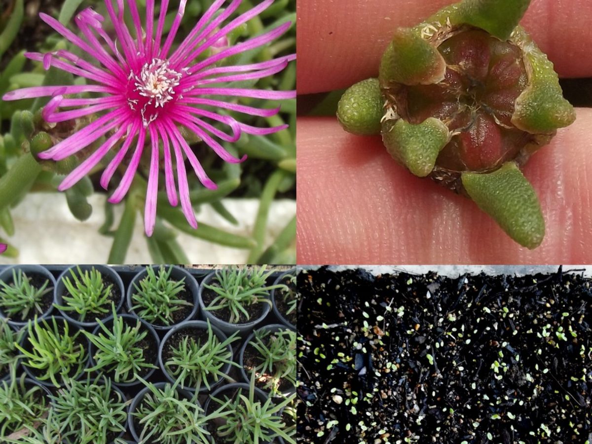 Delosperma Cooperi Hardy Ice Plant Seeds Fair Dinkum Seeds