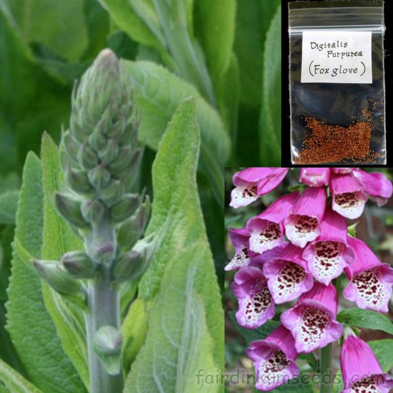 Foxglove Digitalis Purpurea Seeds Fair Dinkum Seeds