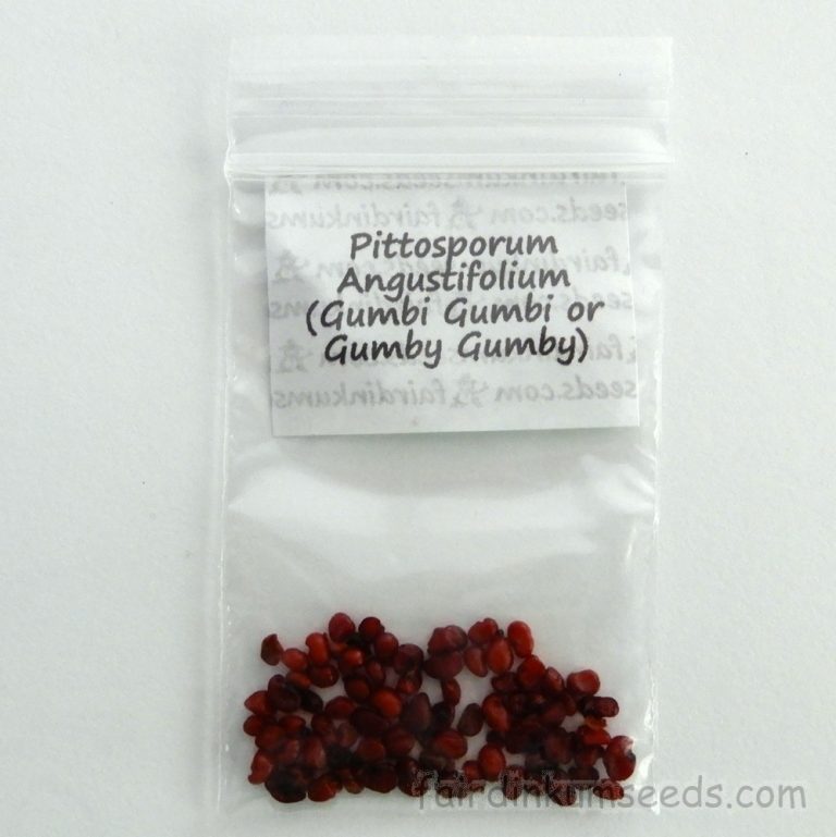 Gumby Gumby Pittosporum Angustifolium Gumbi Gumbi Seeds Fair Dinkum Seeds