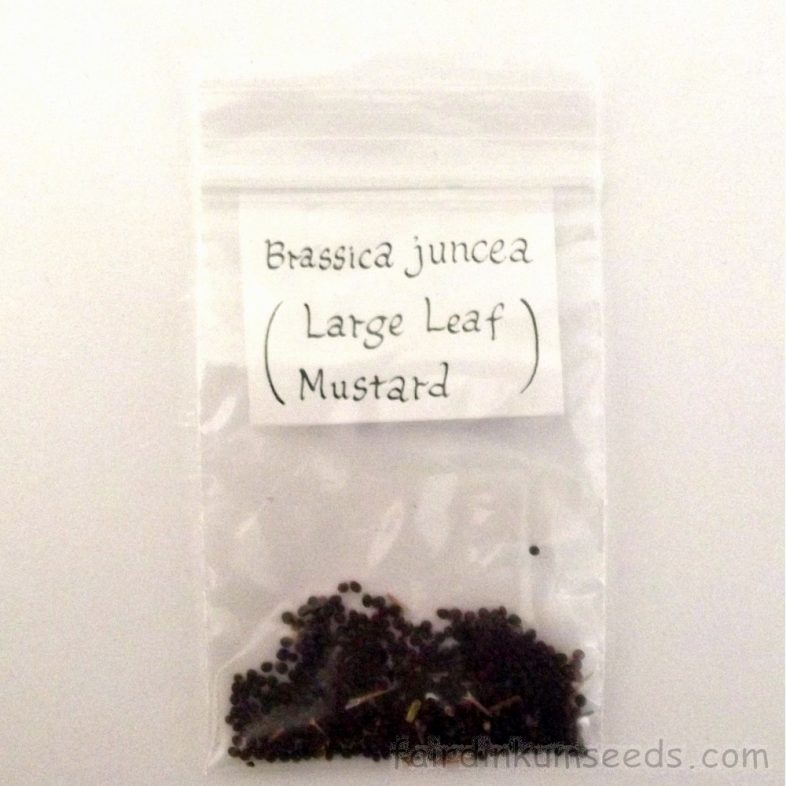 Large Leaf Mustard Brassica Juncea Seeds - Image 3