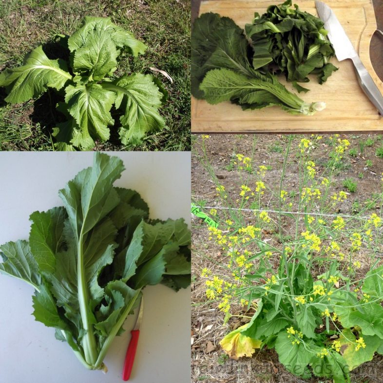 Large Leaf Mustard Brassica Juncea Seeds