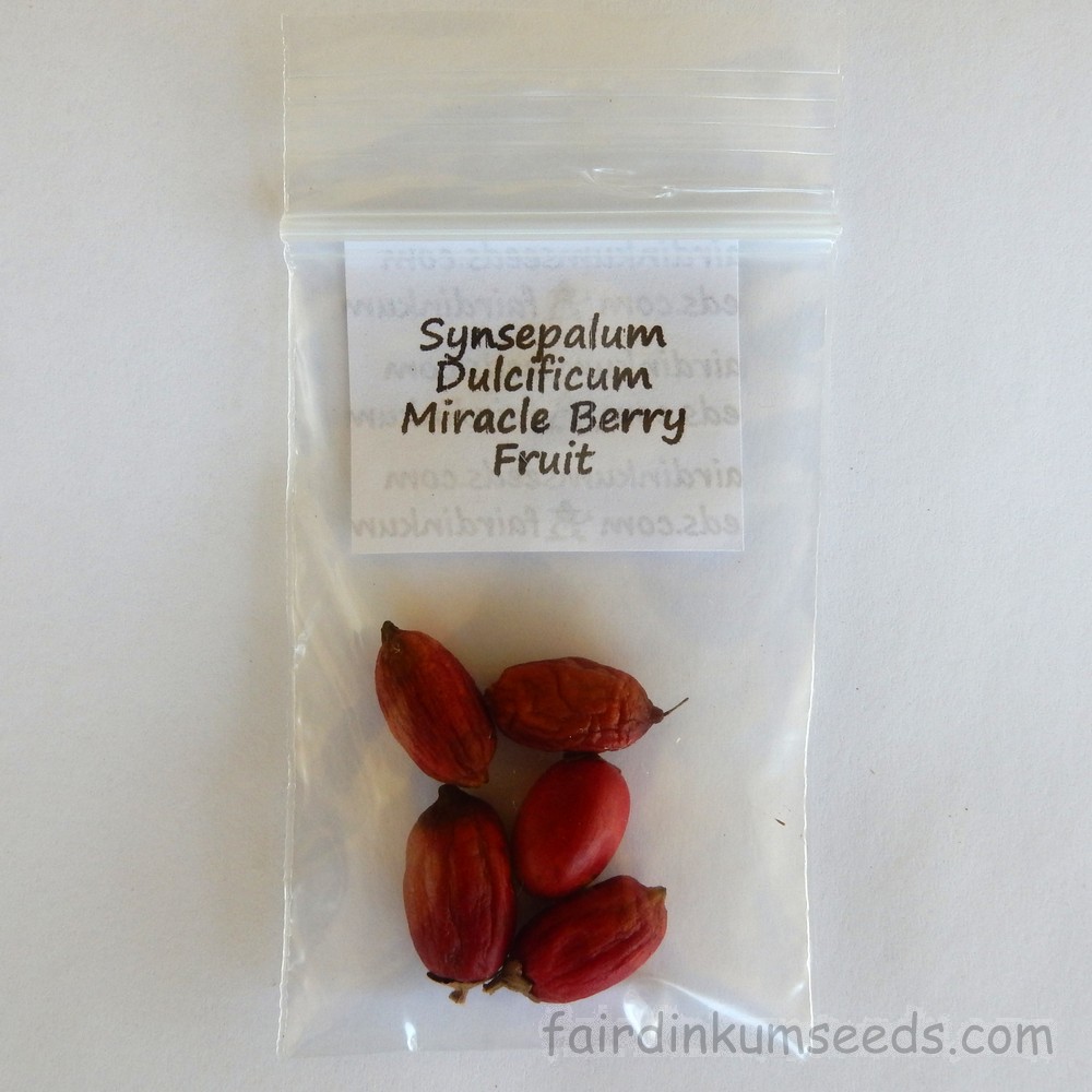 5 seeds Miracle fruit; Miracle berry Synsepalum dulcificum sweet allThailand 
