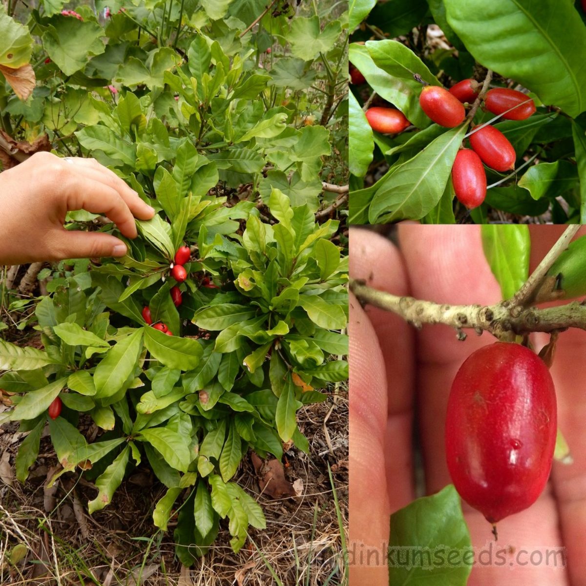 10 No Miracle fruit Synsepalum dulcificum Miracle berry exotic fruit tree seeds 