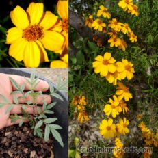 Marigold Mexican Passionfruit Scented Tagetes Lemmonii Seeds