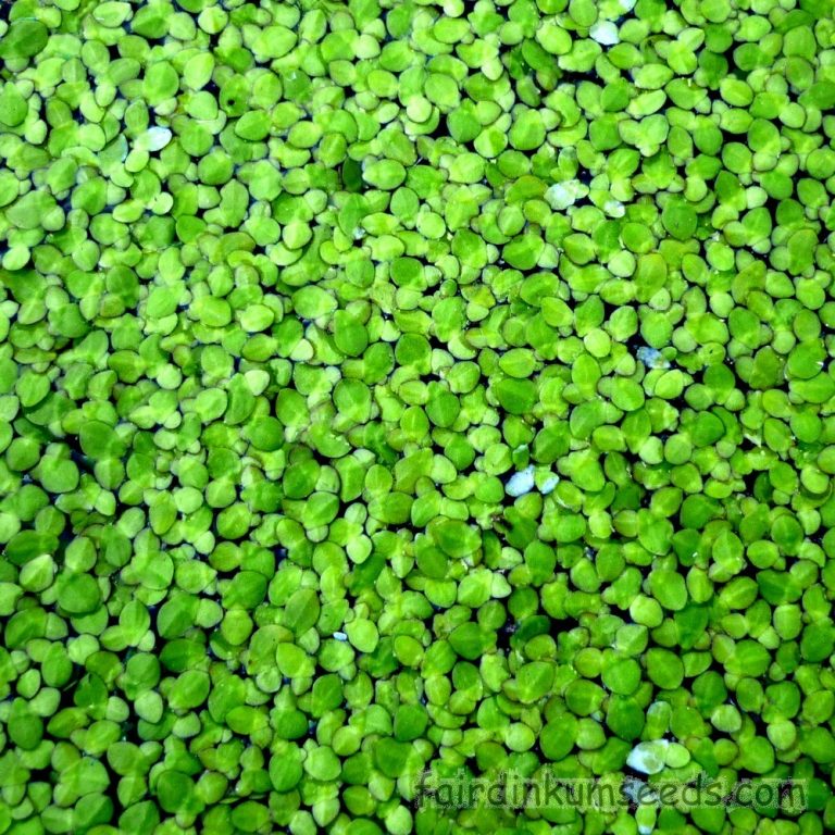 Lemna Minor Common Duckweed Starter Culture Fair Dinkum Seeds