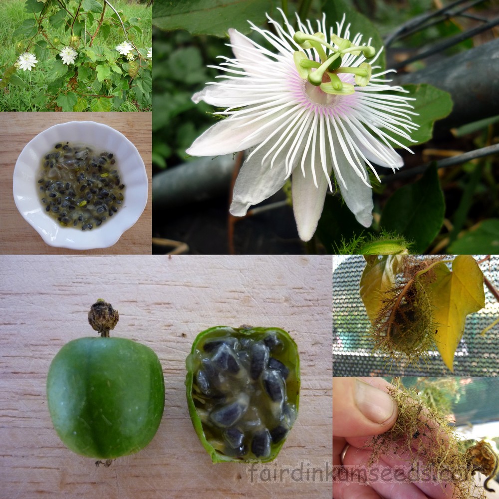 carnivorous passionfruit passiflora foetida seeds | fair dinkum seeds