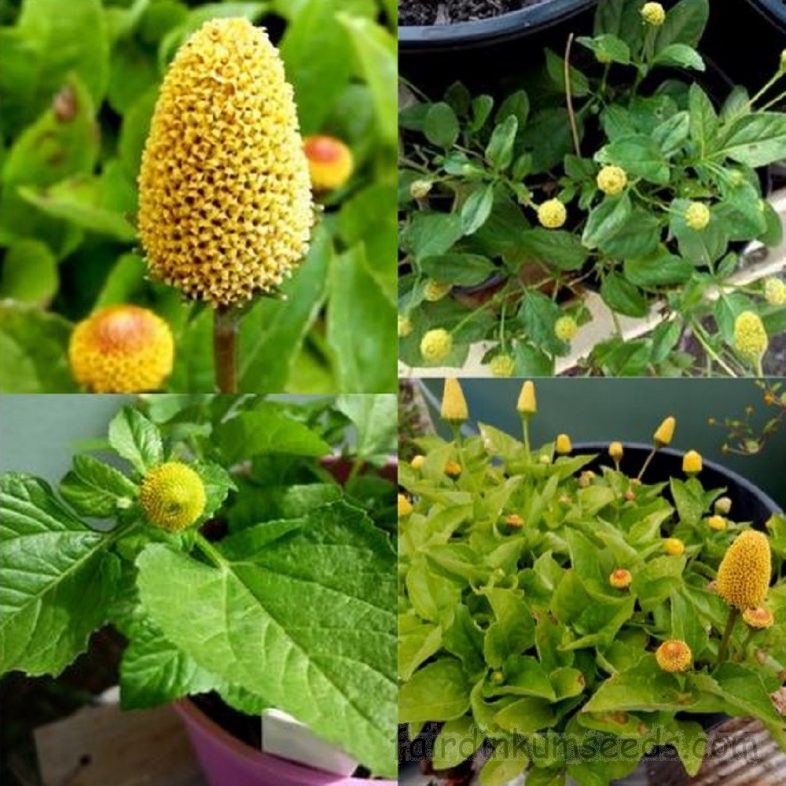 Spilanthes Oleracea Lemon Drop Toothache Plant