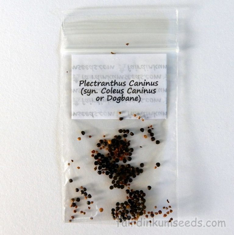 Plectranthus Caninus Coleus Dogbane Seeds | Fair Dinkum Seeds