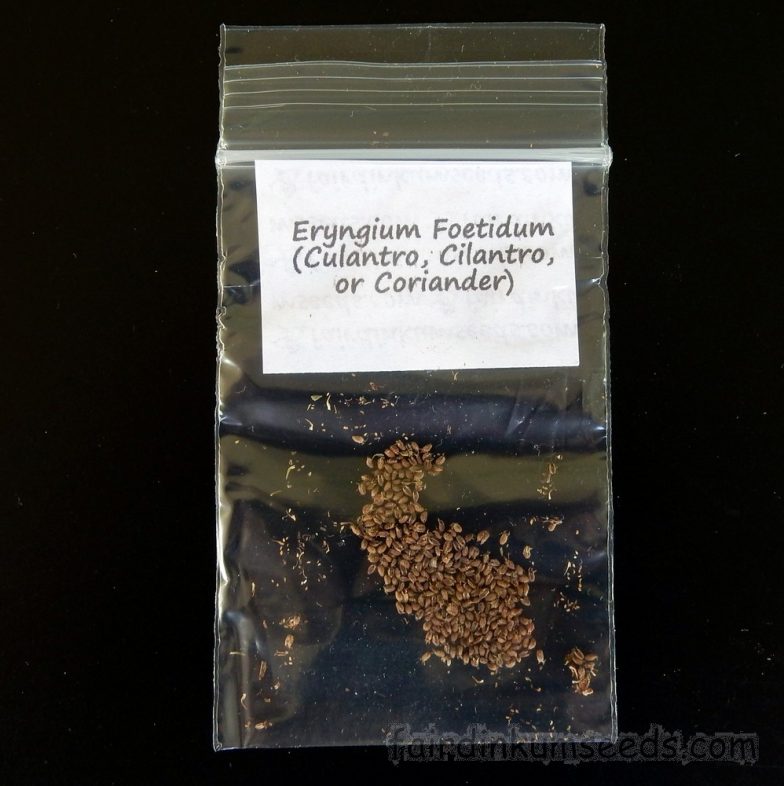 Eryngium Foetidum Culantro Cilantro Sawtoothed Coriander Seeds Fair