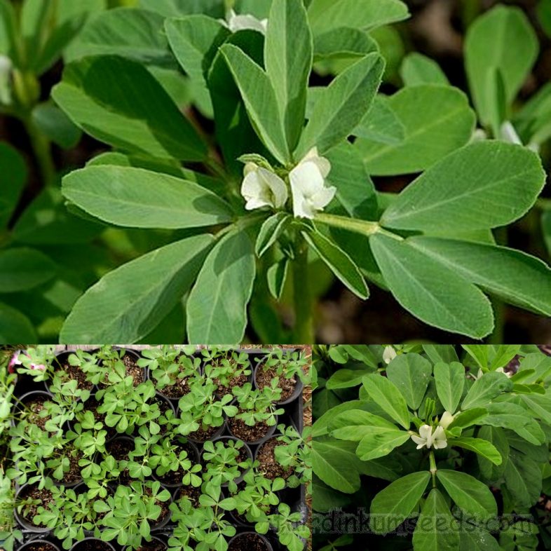 Trigonella Foenum Graecum Fenugreek Seeds