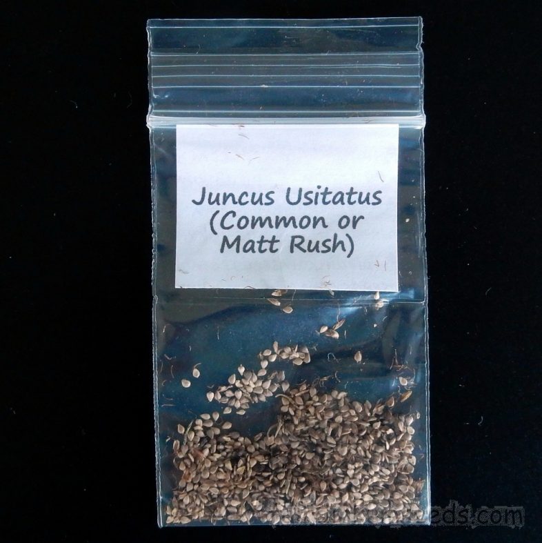 Juncus Usitatus Common Rush Pin Mat Rush Seeds Fair Dinkum Seeds