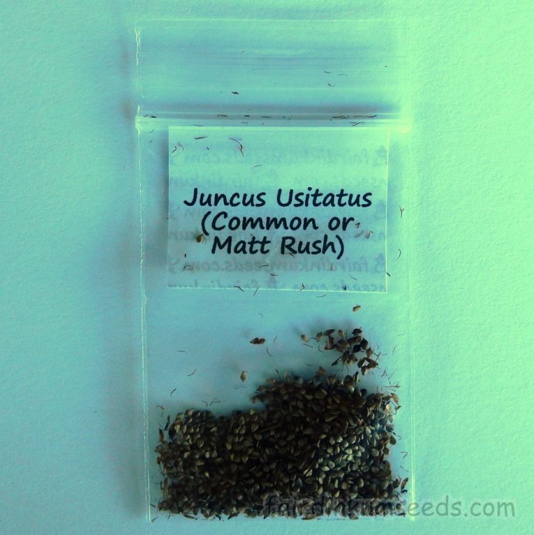 Juncus Usitatus Common Rush Pin Mat Rush Seeds Fair Dinkum Seeds