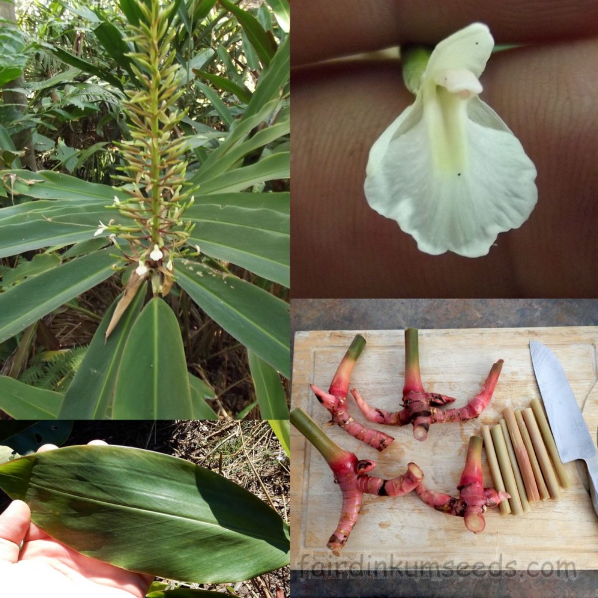 Alpinia caerulea 20 Seeds Native Ginger 'red back' Alpinia caerulea 20 Seeds Native Ginger 'red back'