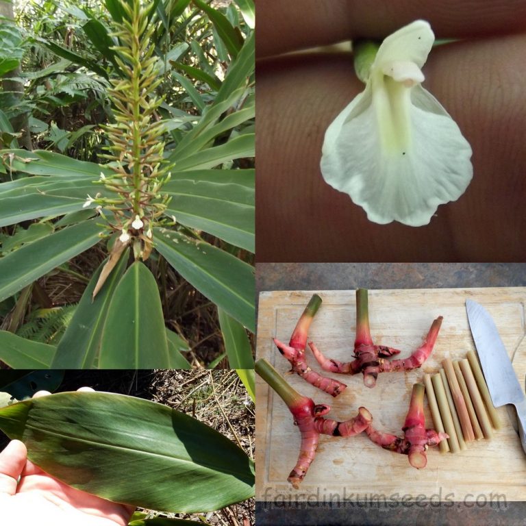 Native Ginger Alpinia Caerulea Galangal Seeds Fair