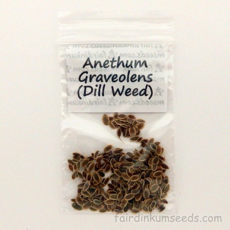 Graveolens Dill Weed Seeds Fair Dinkum Seeds