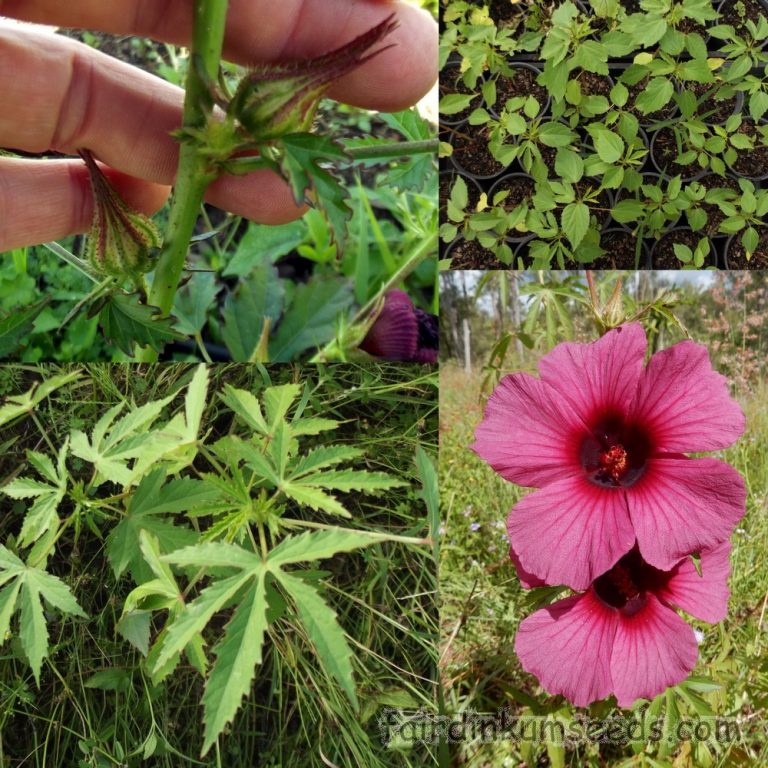 Hibiscus Cannabinus Red Kenaf Brown Indian Hemp Seeds
