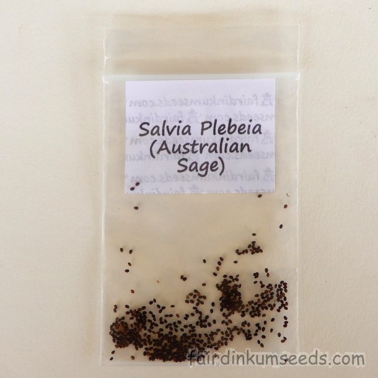 Australian Sage Salvia Plebeia Seeds Fair Dinkum Seeds