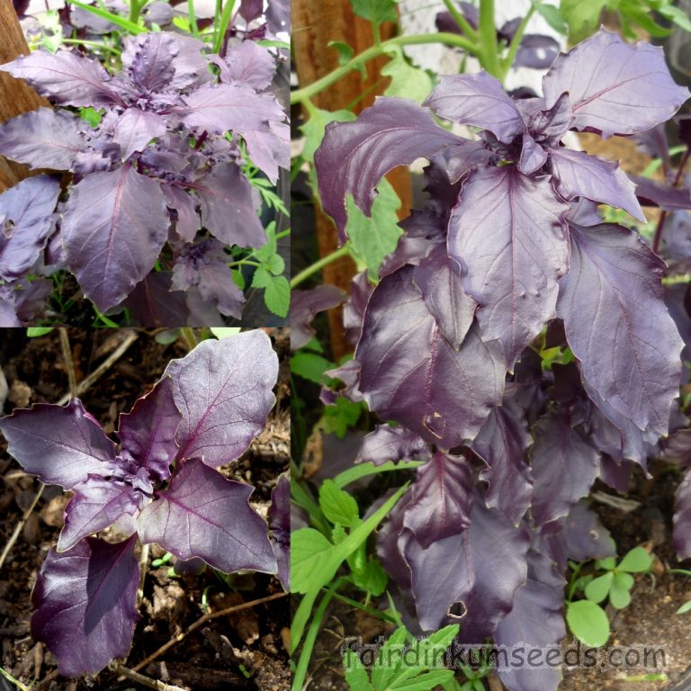 Dark Opal Basil Ocimum Basilicum Purpurascens Seeds Fair Dinkum Seeds