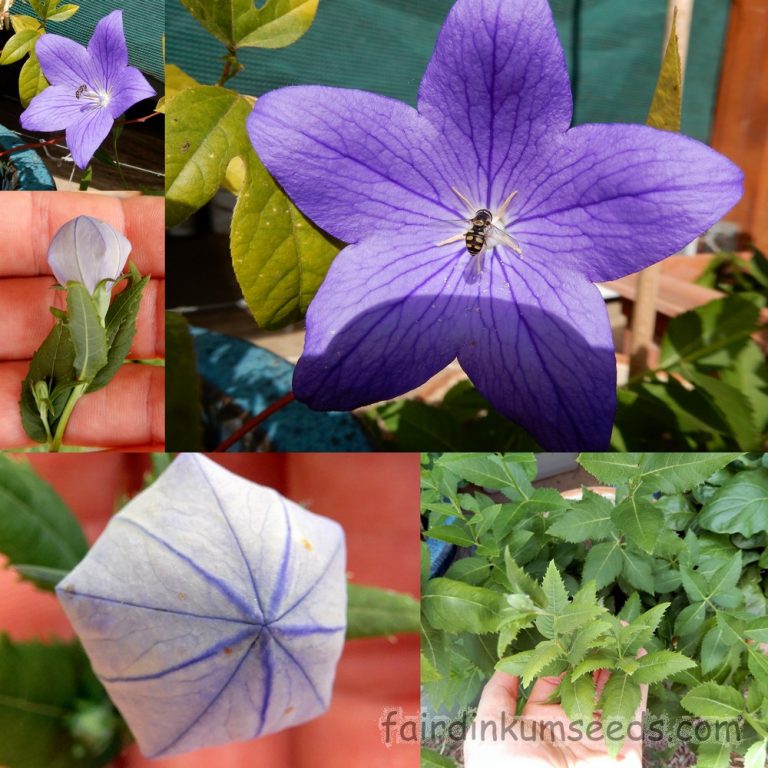 Platycodon Grandiflorus Bell Balloon Flower Seeds Fair Dinkum Seeds