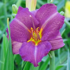 Hemerocallis Bogeyman