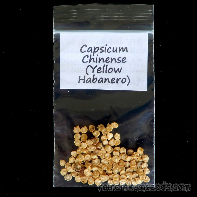 Yellow Habanero Chilli Capsicum Chinense Seeds - Image 4