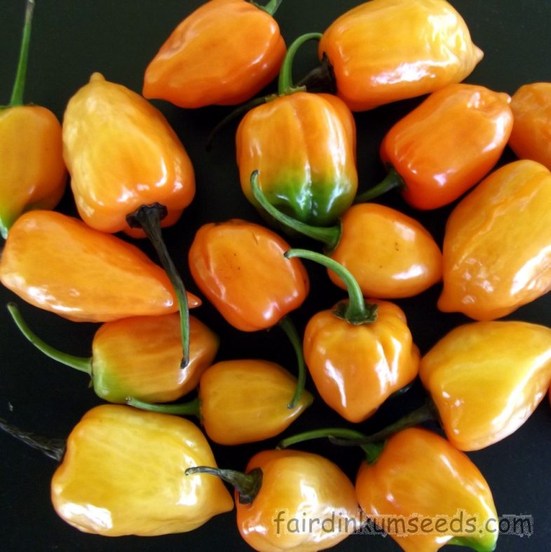 Yellow Habanero Chilli Capsicum Chinense Seeds