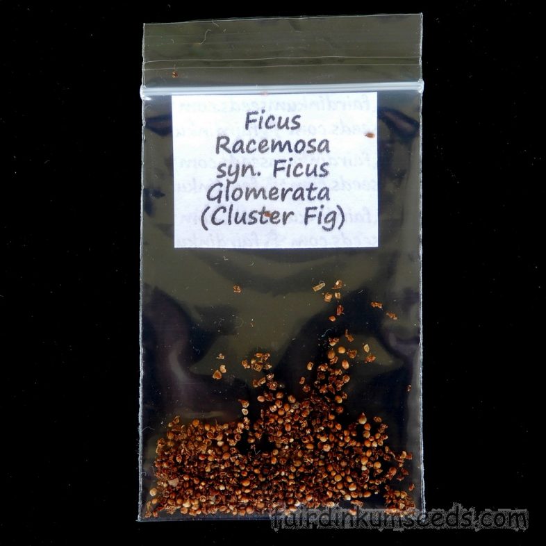 Cluster Fig Ficus Racemosa Goola Seeds - Image 3