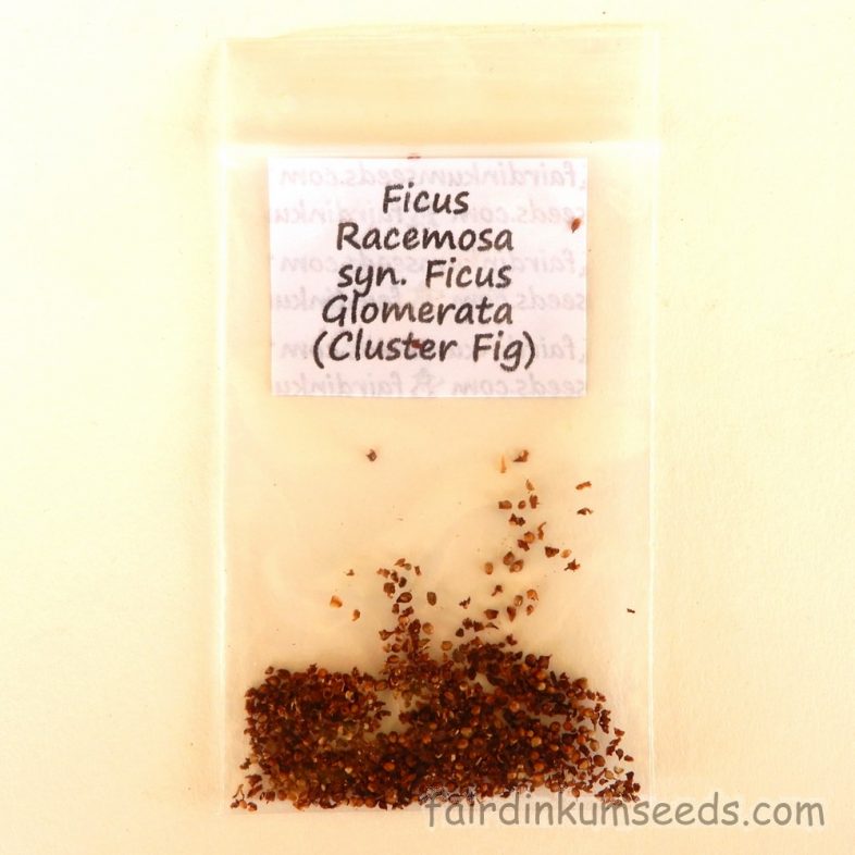 Cluster Fig Ficus Racemosa Goola Seeds - Image 4