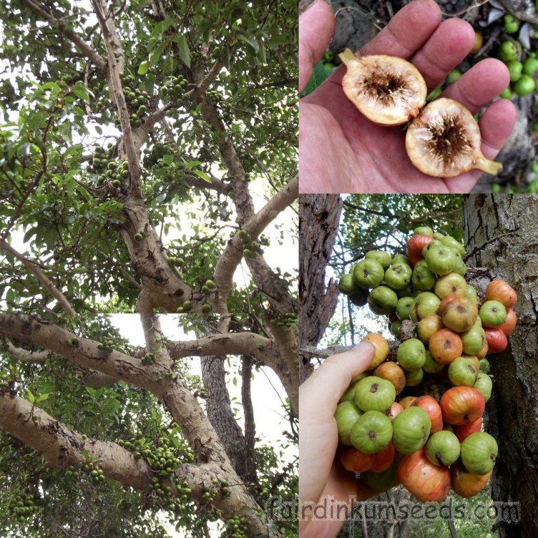 Cluster Fig Ficus Racemosa Goola Seeds