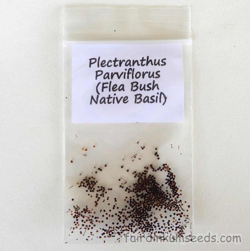 Plectranthus Parviflorus Flea Bush Native Basil Seeds