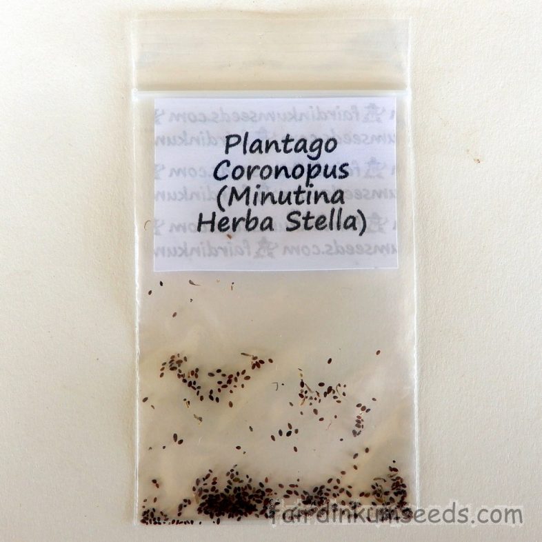 Herba Stella Plantago Coronopus Minutina Plantain Seeds - Image 4