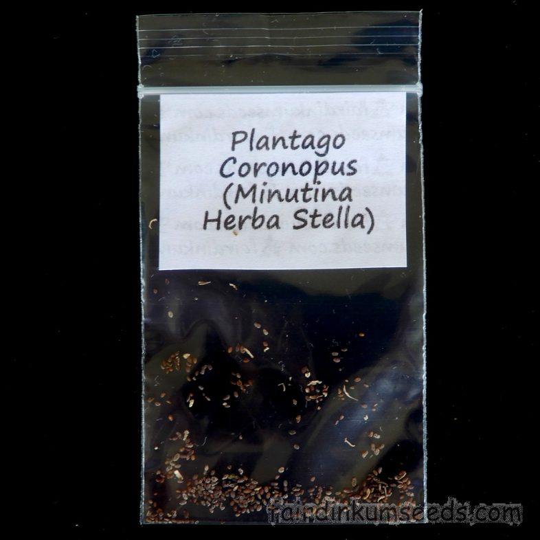Herba Stella Plantago Coronopus Minutina Plantain Seeds - Image 3
