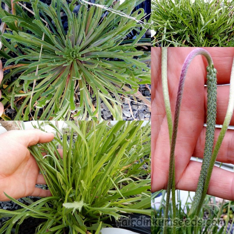 Herba Stella Plantago Coronopus Minutina Plantain Seeds