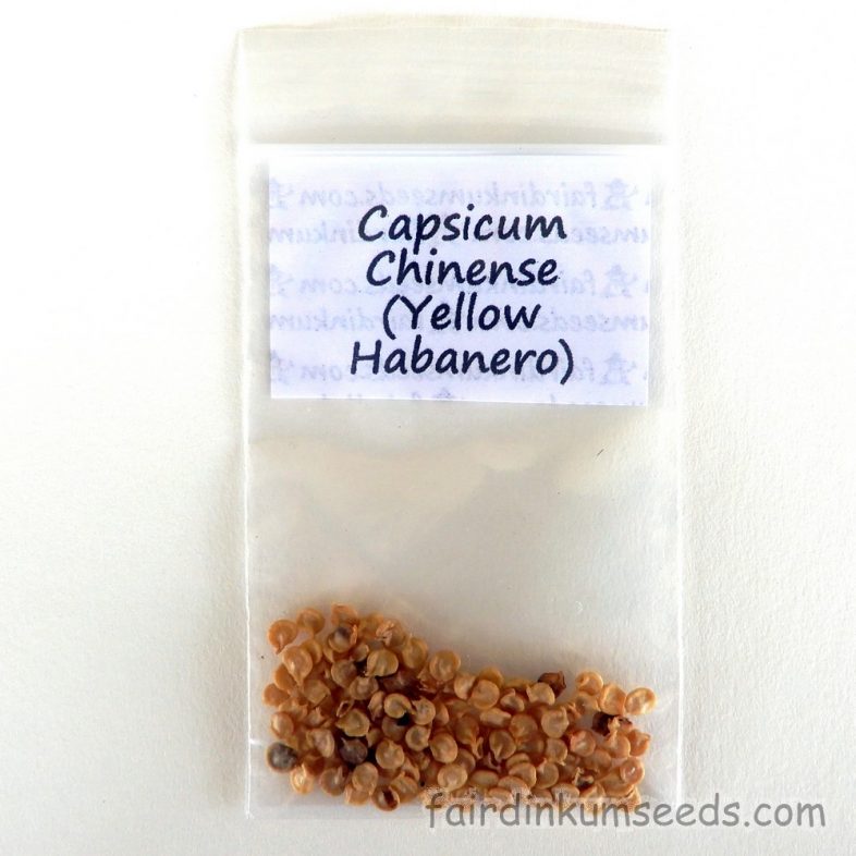 Yellow Habanero Chilli Capsicum Chinense Seeds - Image 3