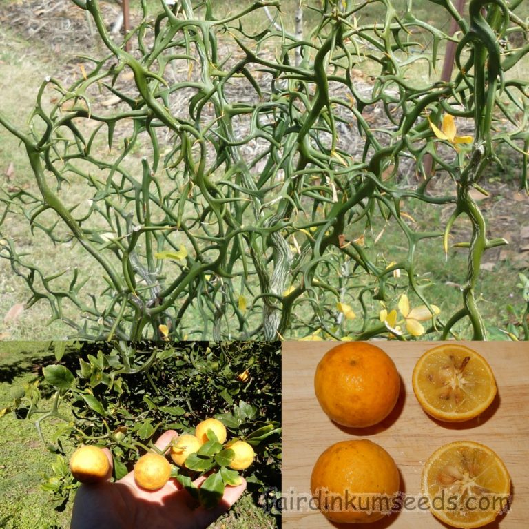 Poncirus Trifoliata Monstrosa Flying Dragon Citrus Seeds Fair Dinkum Seeds