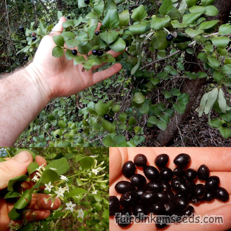 Currant Bush Conkerberry Kunkerberry Carissa Spinarum Ovata Seeds