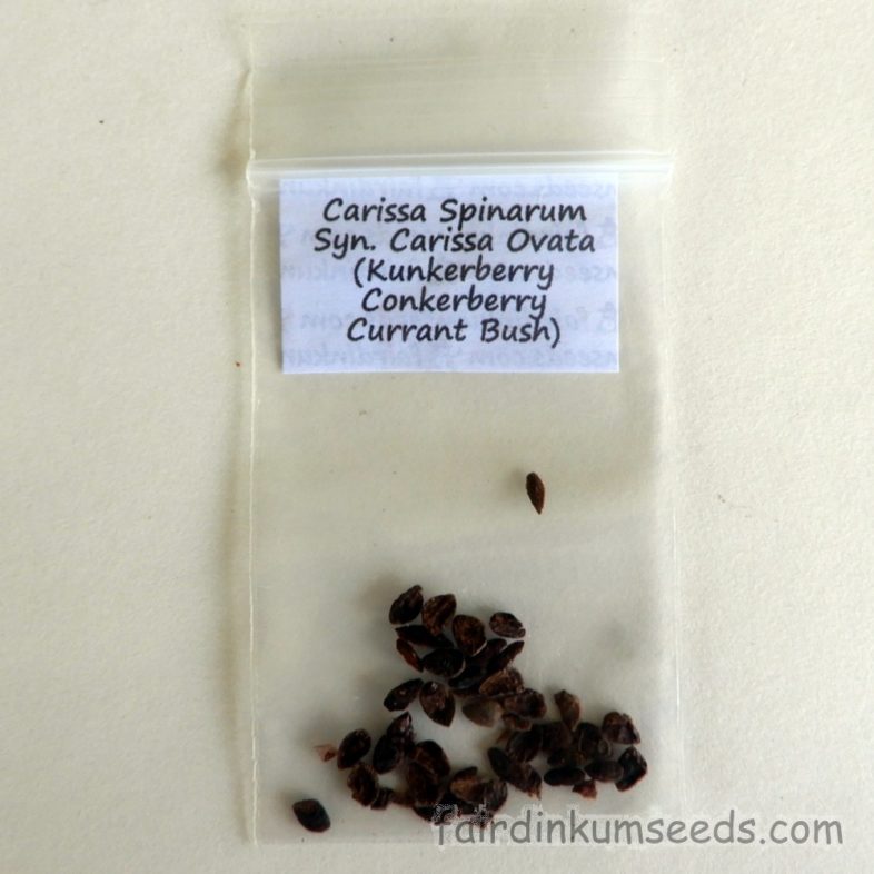 Currant Bush Conkerberry Kunkerberry Carissa Spinarum Ovata Seeds - Image 2