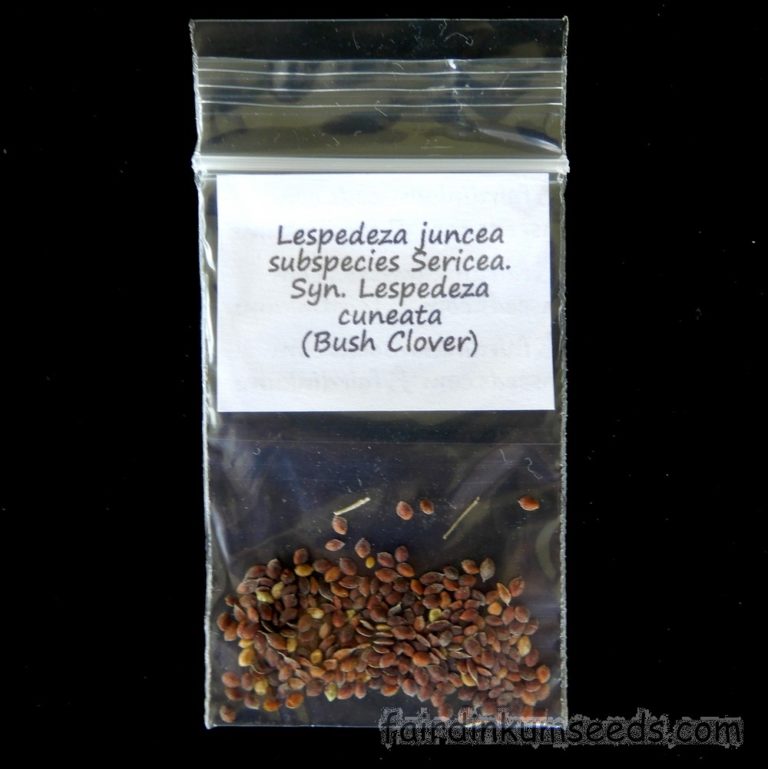 Lespedeza Juncea Sericea Cuneata Bush Clover Seeds Fair Dinkum Seeds
