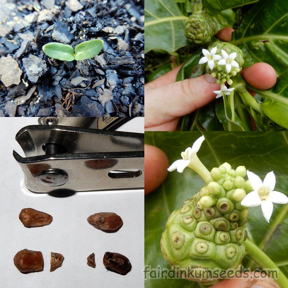 Portal Cool 15 Fresh Seeds of Morinda Citrifolia Noni Fruit Tropical Plant Seeds Grain