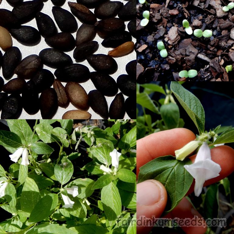Sesame Indicum Black Sesame Seeds | Fair Dinkum Seeds Where To Buy Sesame Seeds For Planting