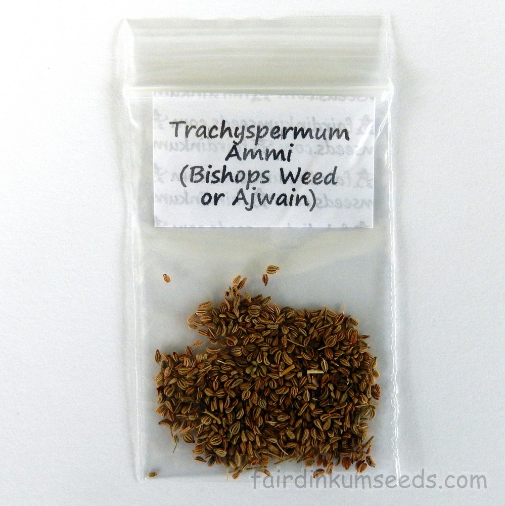 King Caraway trachyspermum amministrazione-Ajwain Seeds-Seed Seeds 25 