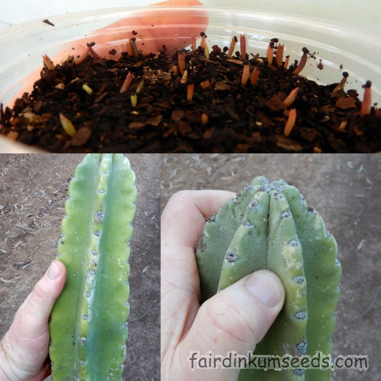 Cereus Species Peruvian Apple Cactus Seeds - Image 3