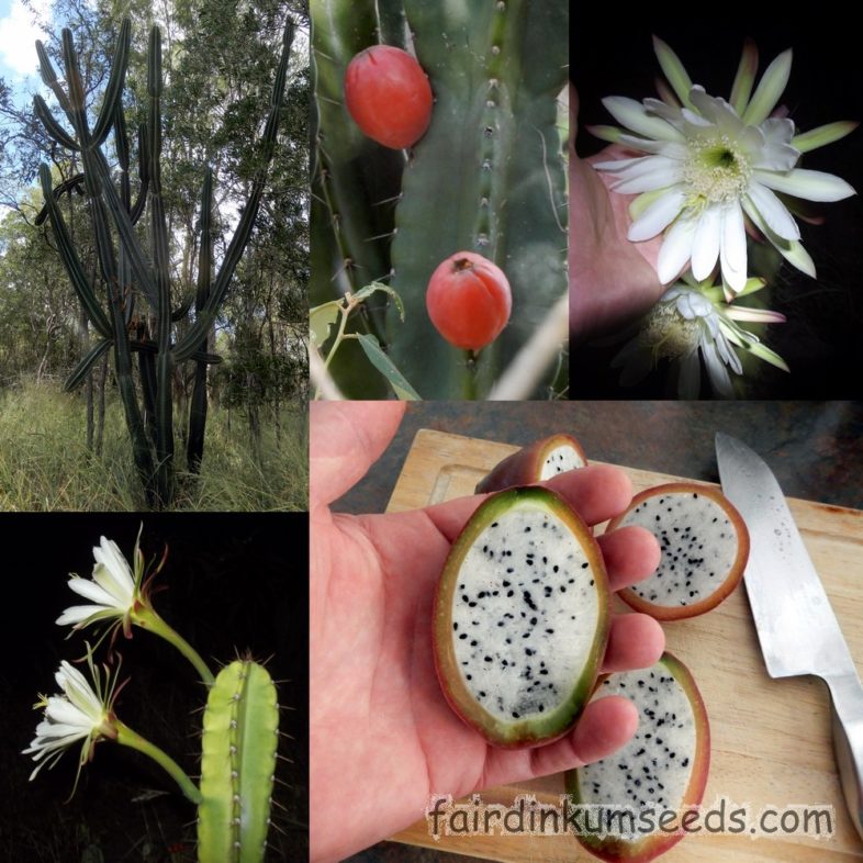 Cereus Species Peruvian Apple Cactus Seeds