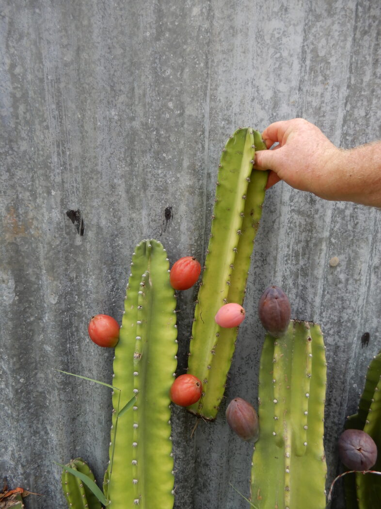 Cereus Species Peruvian Apple Cactus Seeds - Image 2