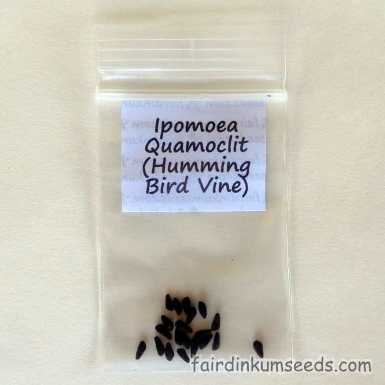 Red Humming Bird Vine Ipomoea Quamoclit Seeds Fair Dinkum Seeds
