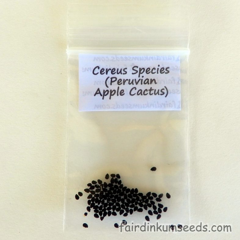 Cereus Species Peruvian Apple Cactus Seeds - Image 5