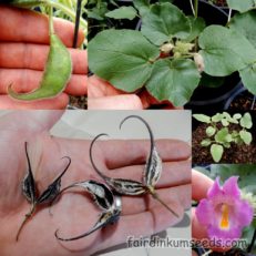 Purple Unicorn Plant