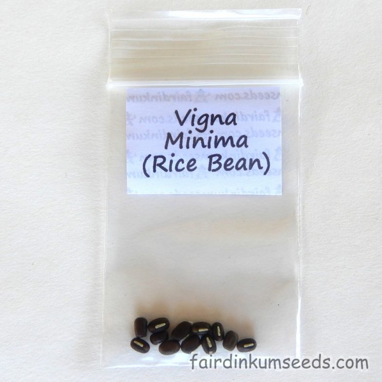 Azukia Rice Bean Vigna Minima Seeds Fair Dinkum Seeds