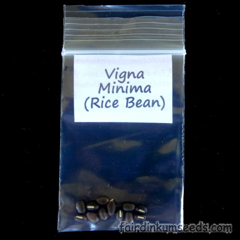 Azukia Rice Bean Vigna Minima Seeds | Fair Dinkum Seeds